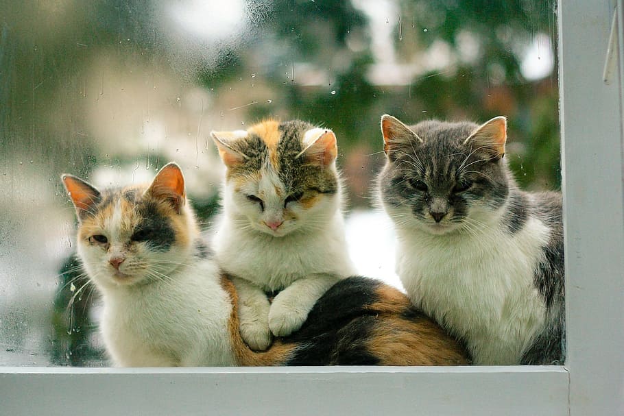 浅い, フォーカス写真, 3, 三毛猫, 猫, ペット, 屋外, 悲しい, プロイオーザ, 飼い猫