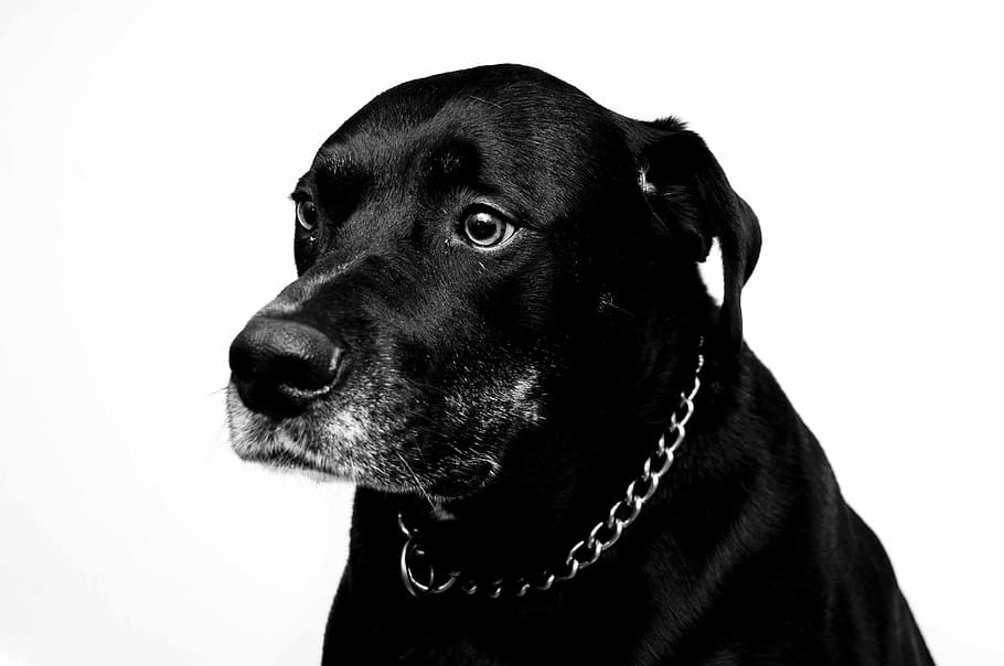 pitbull, rottweiler, mix, koda, one animal, pets, domestic, dog, domestic animals, canine