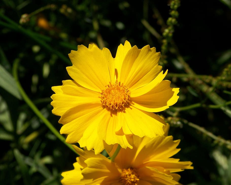 黄色, コスモス, 花, コスモスsulphureus, 硫黄コスモス, 半丈夫, 毎年, 開花, 植物, 緑