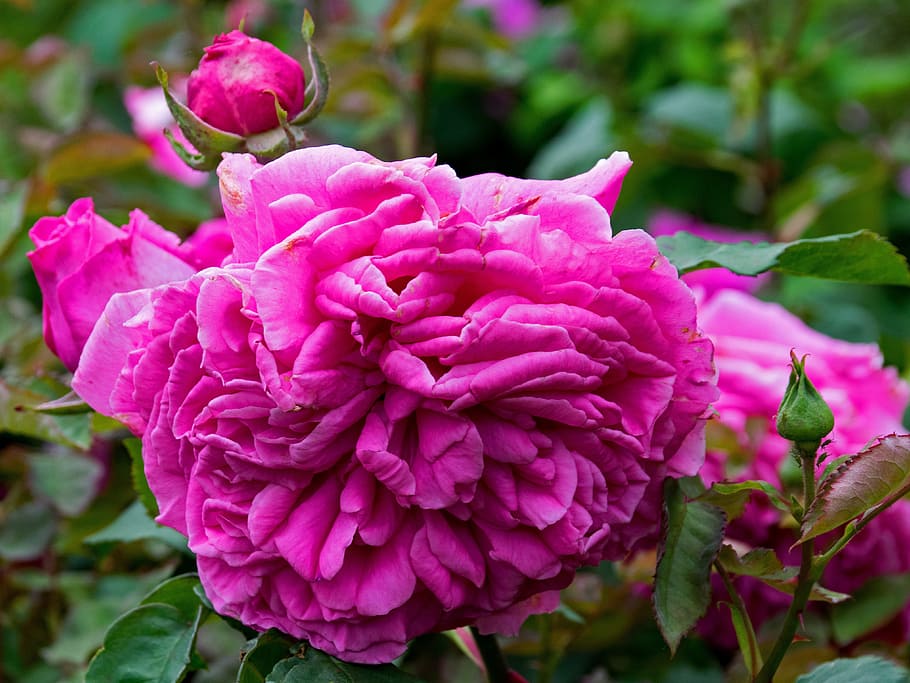Dr, Georges Martin, rose, historic rose, remontant rose, flowers, pink, blossom, bloom, nature