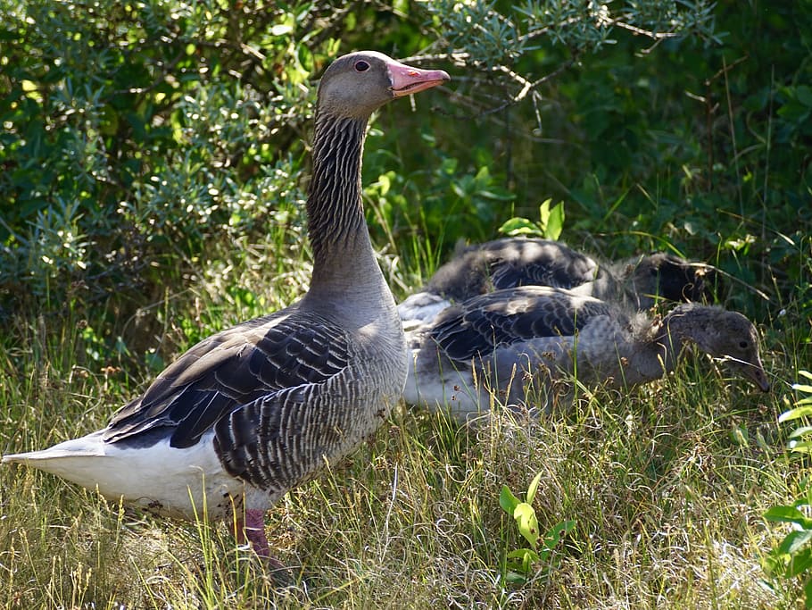 Greylag Goose, Wild Goose, goose, goose chicks, goose family, chicks, boy, water bird, animal, poultry