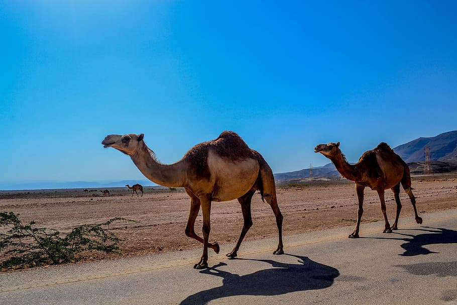 dos, marrón, camellos, negro, pavimento de conrete, pavimento, camello, animal, salalah, omán