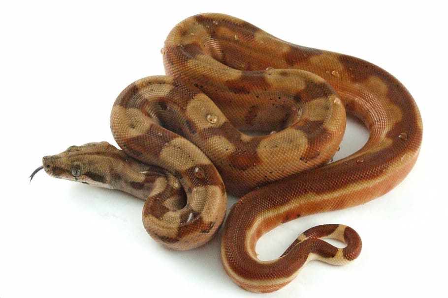 pitón birmano marrón, reptil, serpiente, hipo, boa, constrictor, exótico, boid, escamas, cola rayada