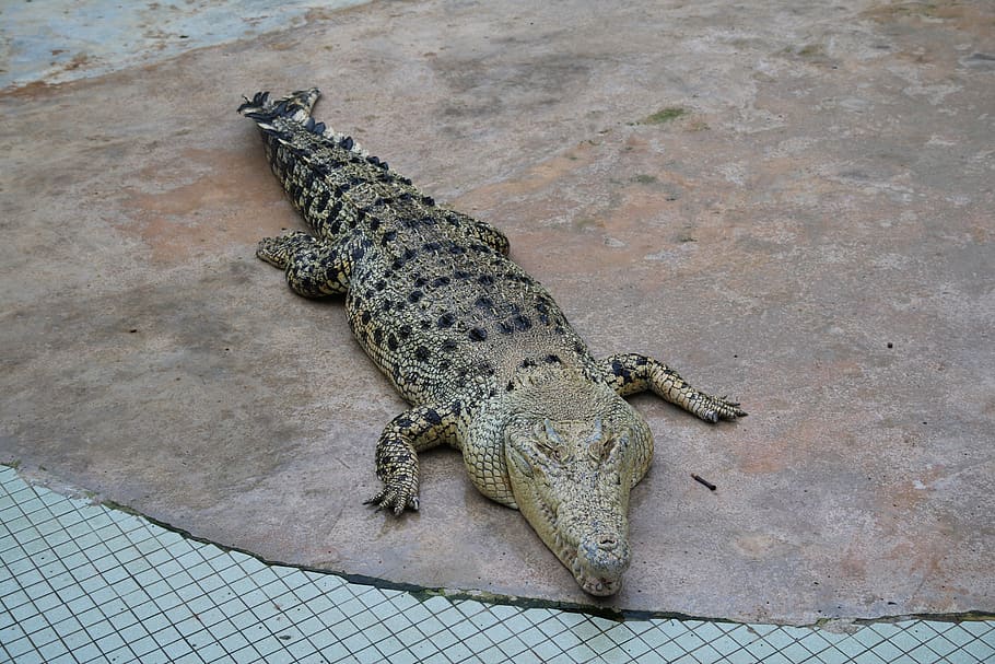 crocodile, farm, zoo, crocodiles, reptile, show, alligator, malaysia, danger, green