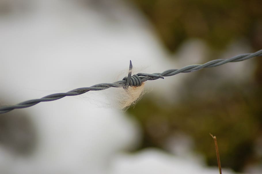 barbed wire, fur, nature, depth of field, animal themes, animal, one animal, animal wildlife, fence, animal body part
