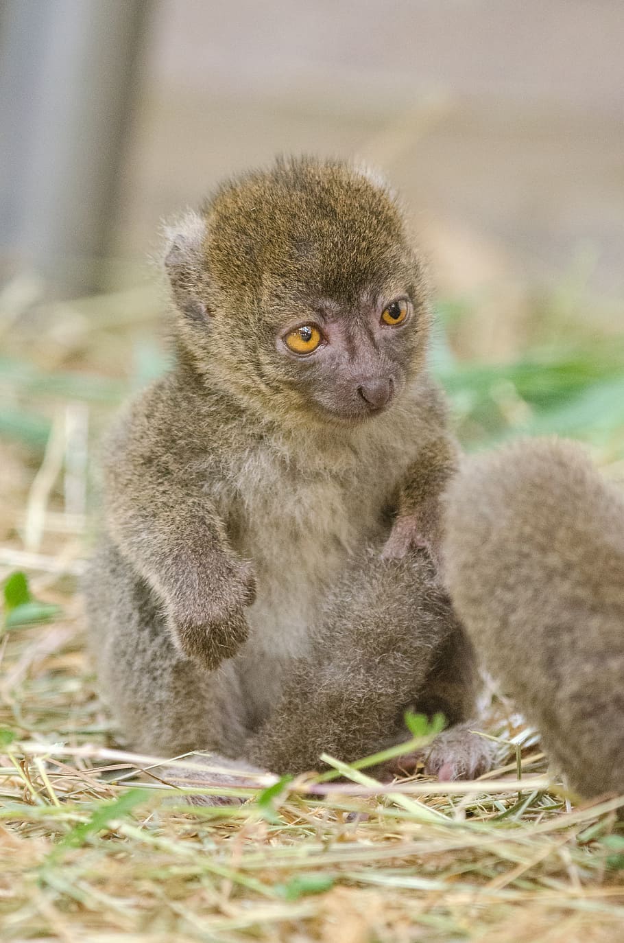 Greater bamboo lemur, bamboo lemur, baby, monkey, sitting, grass, animal wildlife, animals in the wild, mammal, one animal