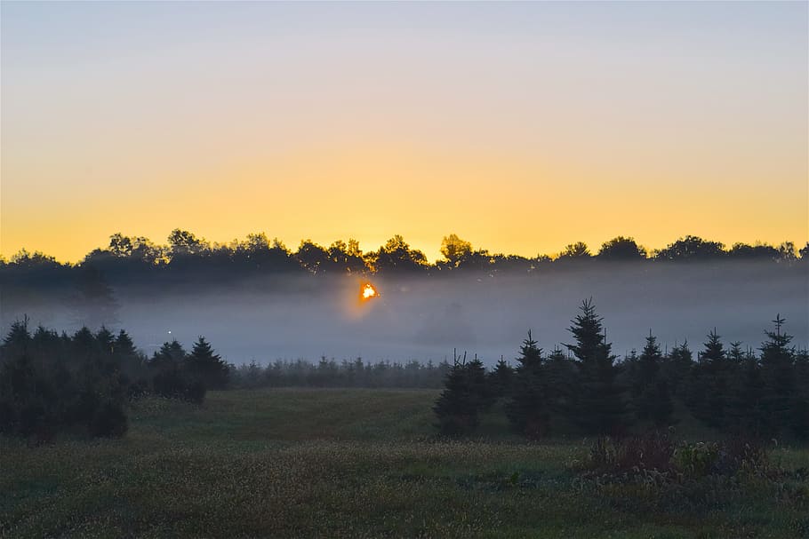 sunrise, mist, field, trees, nature, landscape, fog, morning, sunlight, forest