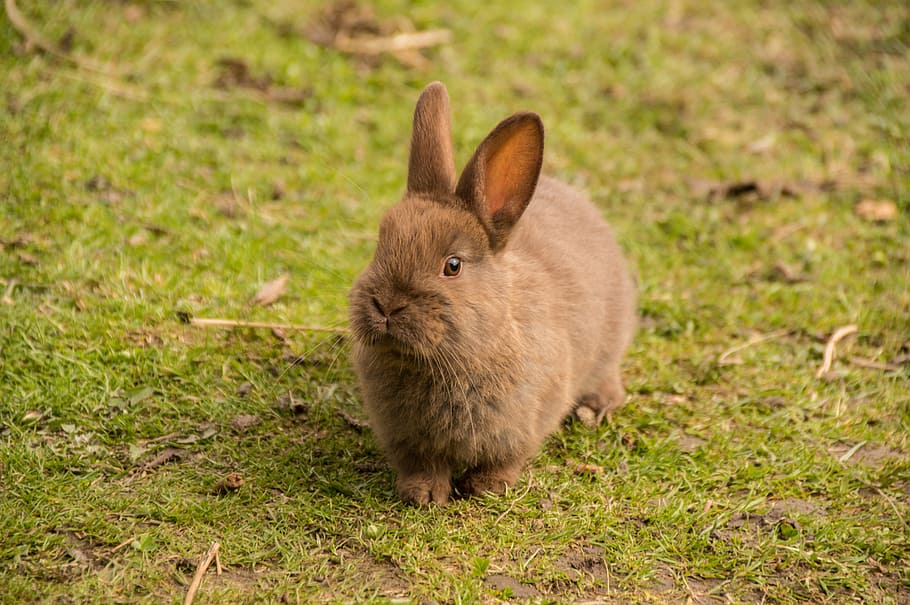 brown, rabbit, green, grass, hare, baby, cute, sweet, animal, bunny