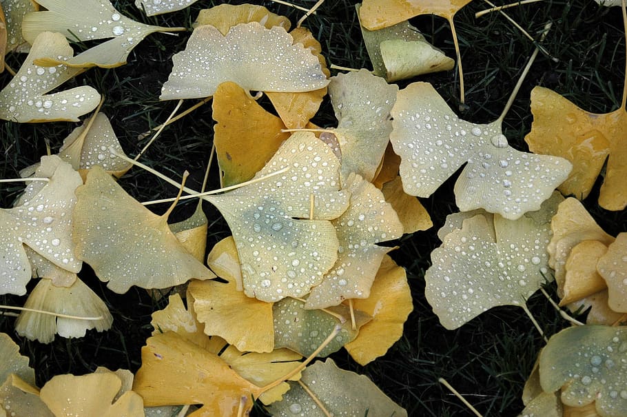 Nature, Outdoor, Ginkgo, Leaves, drip, after the rain, full frame, close-up, indoors, day