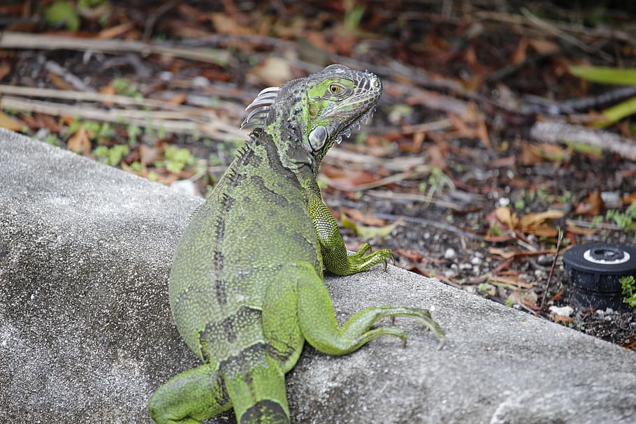 iguana, green, beautiful, lizard, curb, eye, scared, cautious, funny, creepy