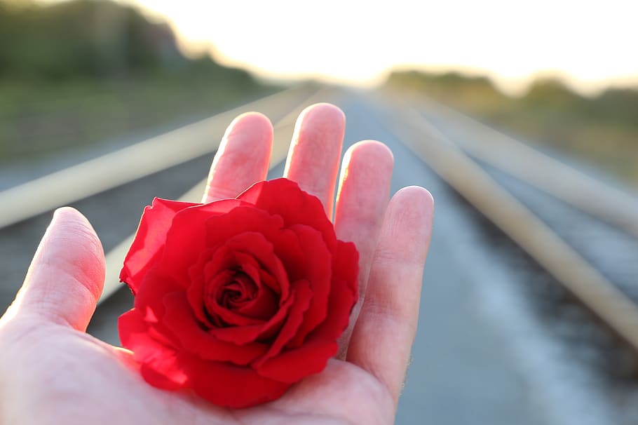 stop youth suicide, red rose in hand, railway, with love, sun rays, remembering all victims, of suicide on rail, condolence, humble, loving memory