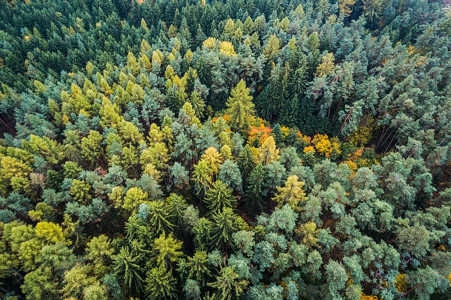 autumn forest, Forest, aerial, autumn, fall, from above, green, nature, pattern, trees