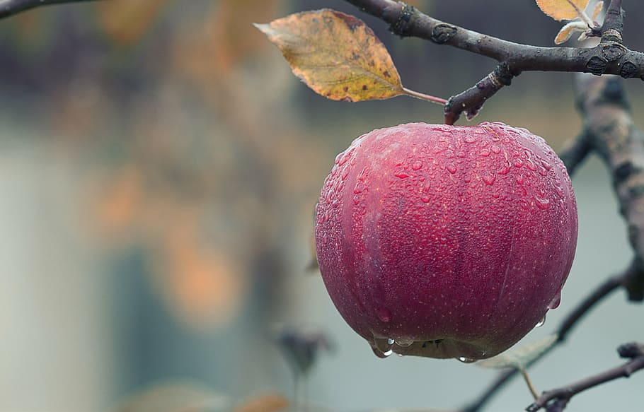 closeup, foto, merah, buah apel, apel, musim gugur, berair, makanan, buah, segar