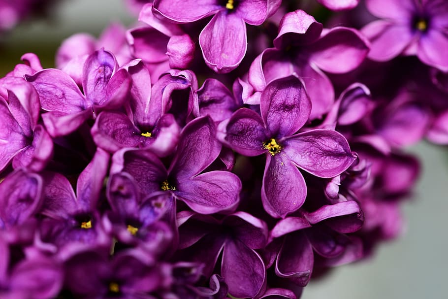 flores púrpuras de 4 pétalos, syringa vulgaris, lila púrpura, lila, flor, cerrar, oleáceas, arbusto, madera, familia de olivos