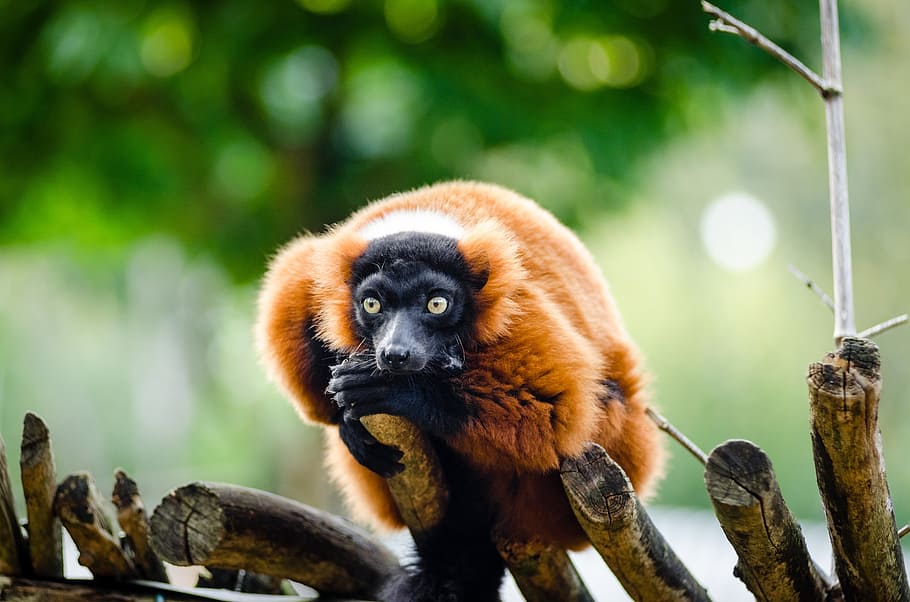 brown, monkey, tree branch, red ruffed lemur, wildlife, madagascar, nature, portrait, perched, looking