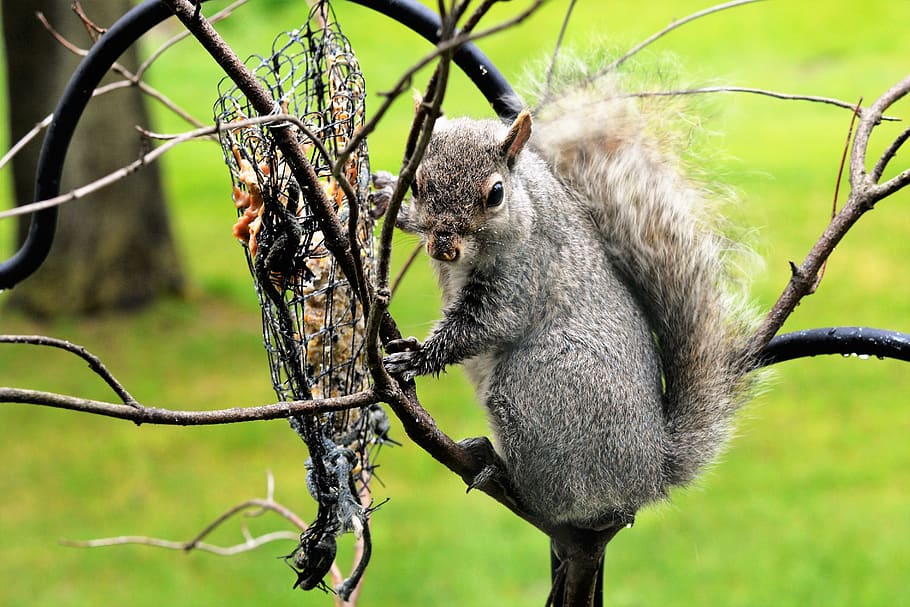 squirrel, young squirrel, staring, gray, brown, eating, bird feeder, claws, whiskers, eyes