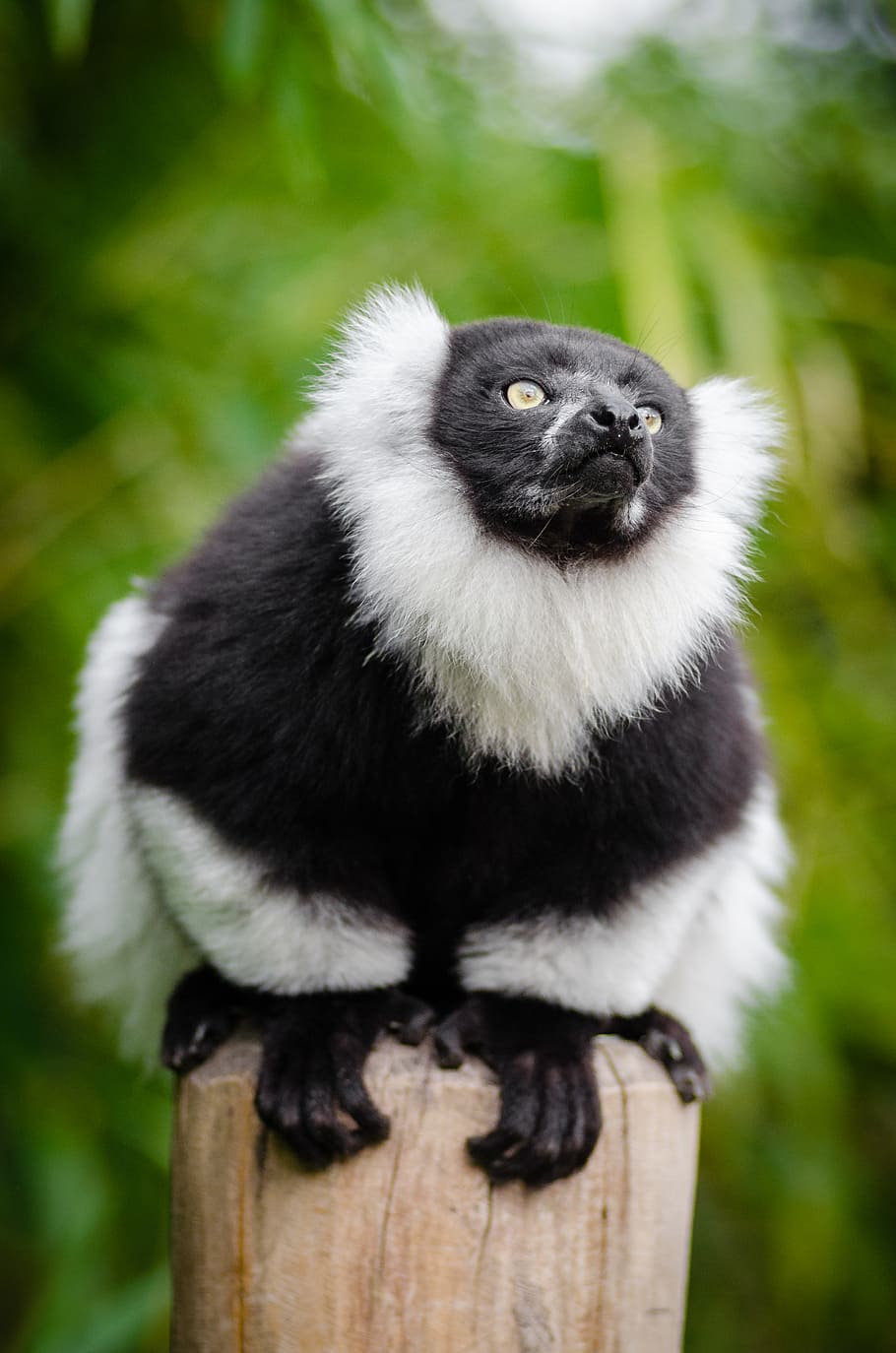 Black, white, Ruffed Lemur, 4-legged, animal, animal themes, animal wildlife, one animal, animals in the wild, primate