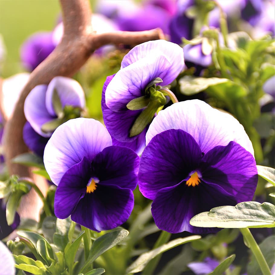 pensamiento, violeta, azul, flor, floración, planta violeta, primavera,  planta, jardín, naturaleza | Pxfuel