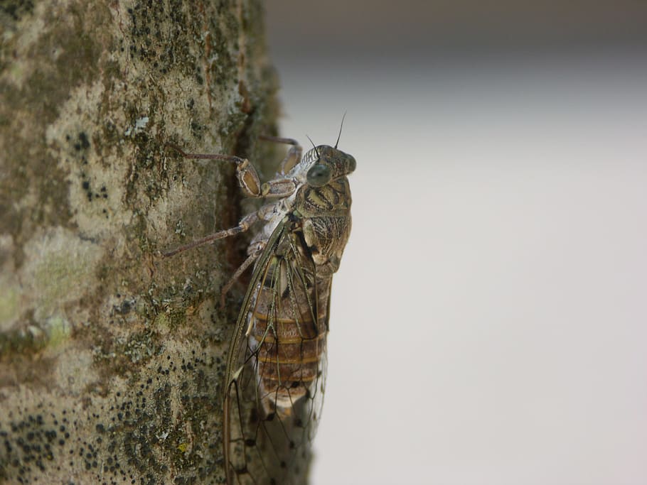 Cicada, Insect, Close, according to, nature, tree, italy, animal, wildlife, close-up