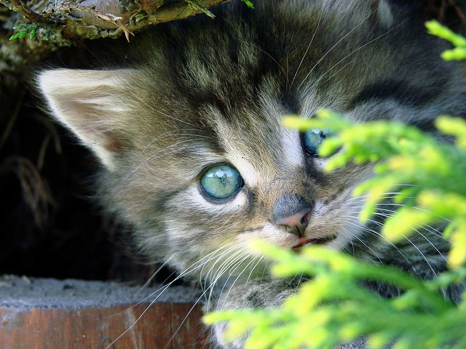 gato atigrado marrón, gato, ojos, animal, gato doméstico, tigre, gatito, temas de animales, doméstico, mamífero