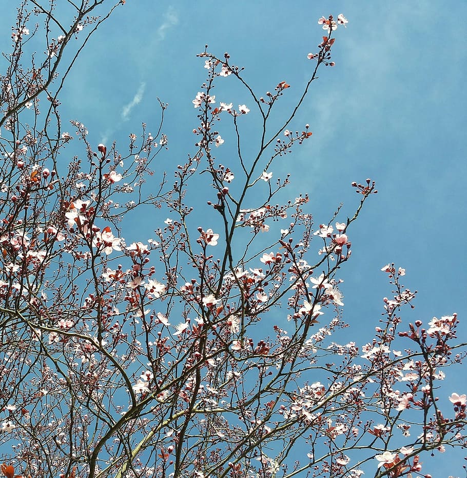 musim semi, bunga, alam, mekar, bhen, estetika, merah muda, kebangkitan, lembut, pohon