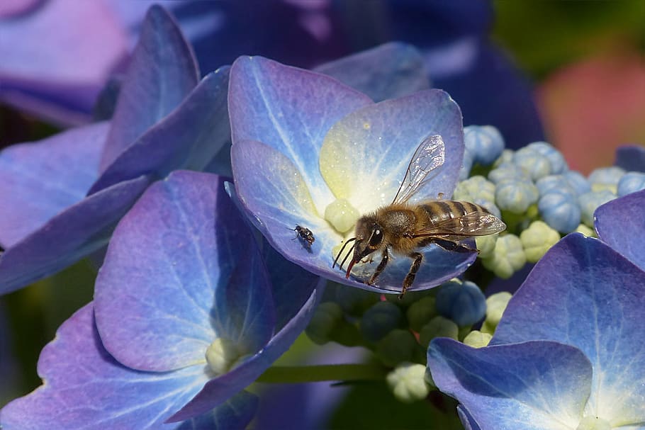 abeja, sorbiendo, púrpura, néctar de flores de pétalos, planta, hortensia, hortensia de placa, hortensia ceae, azul, animal