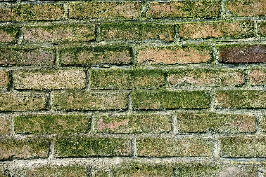 wall, brick wall, moldy wall, green mold, mold covered brick, masonry, seam, mortar, old, wall - building feature