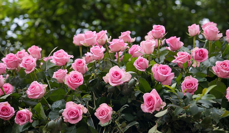 foto, rosa, plantas con flores de pétalos, flores, jardín de rosas,  naturaleza, hermoso, parque, flores bonitas, primavera | Pxfuel