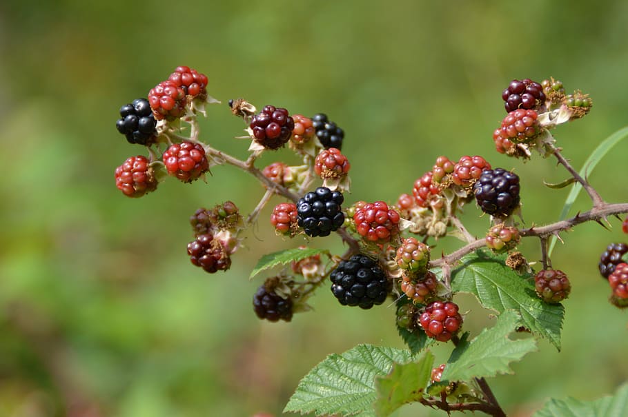 Blackberry, Bush, Buah, Berry, semak, hitam, merah, matang, belum matang, alam