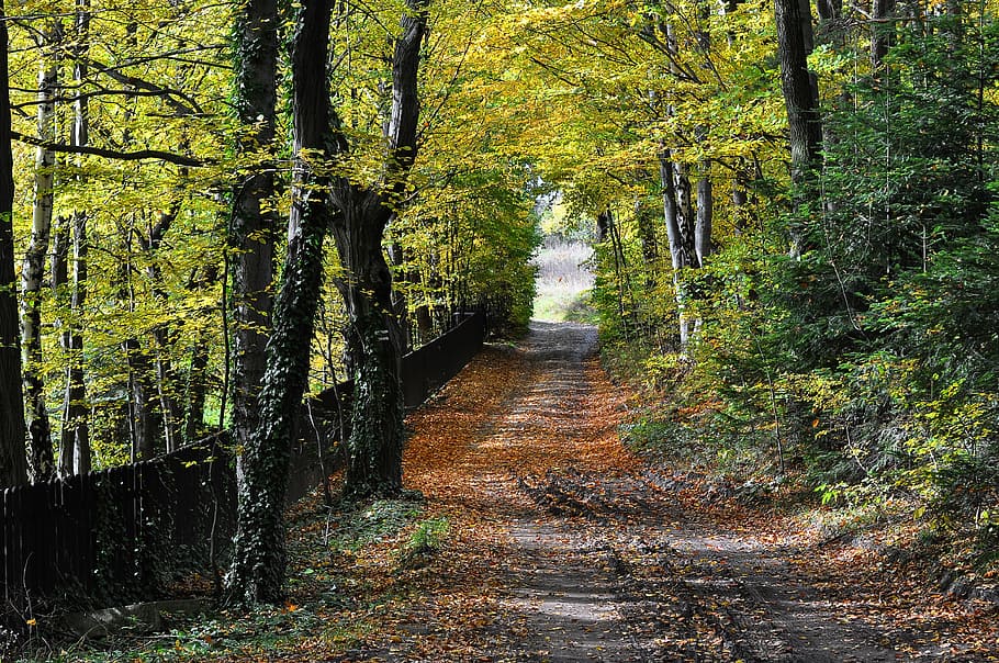 pathway between trees, autumn, way, beskids, poland, landscape, tree, forest, foliage, autumn gold
