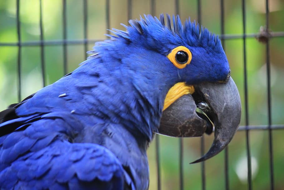 burung paruh biru, macaw hyacinth, anodorhynchus hyacinthinus, biru, jacinto, macaw, ave, bayan, hewan, burung tropis
