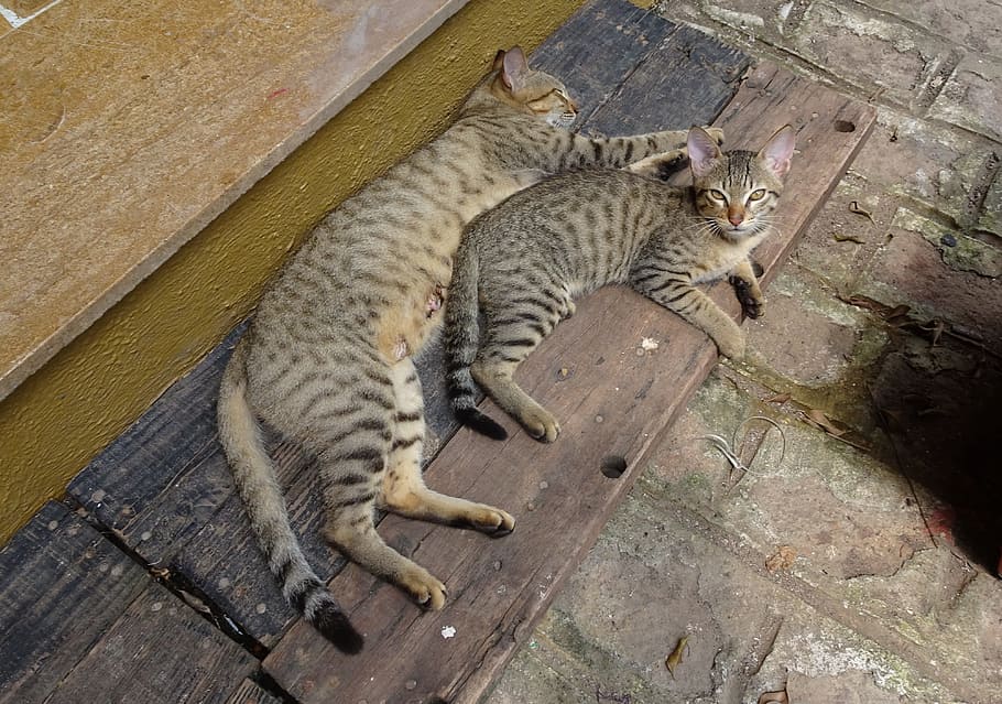 bengal cat, anak kucing, kucing domestik, berkembang biak, bengal, hybrid, asian leopard cat, alc, prionailurus, bengalensis bengalensis