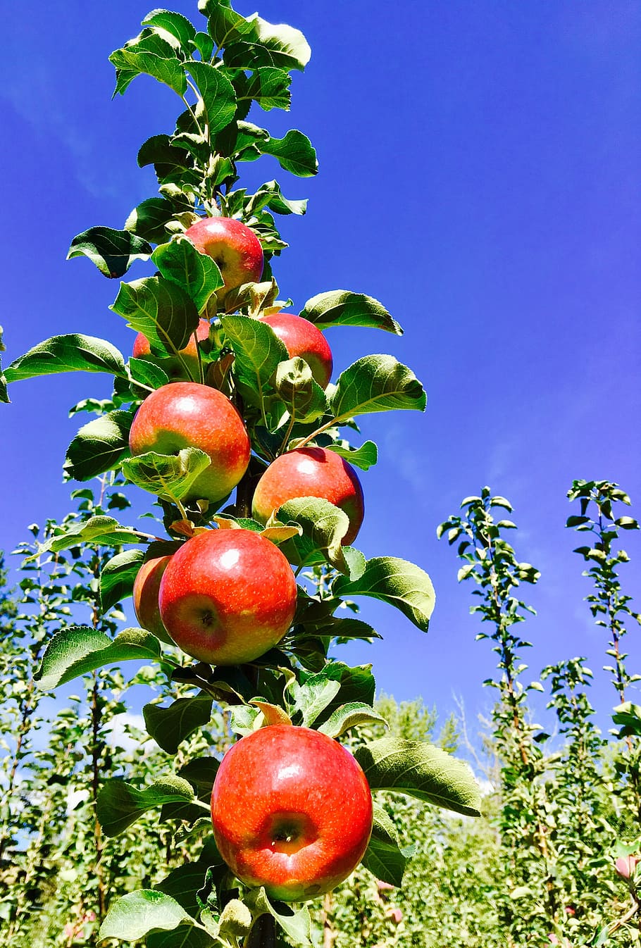 manzanas, frutas, antioxidantes, fruta, alimentación saludable, planta, comida y bebida, cielo, comida, crecimiento