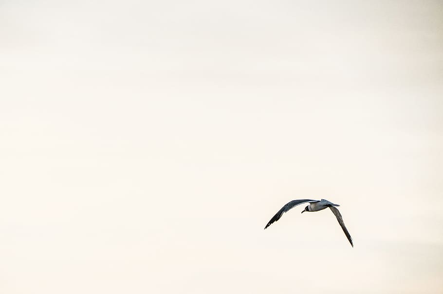 seagull bird, flight, clear, sky, Photo, seagull, bird in flight, nature, animal, animals