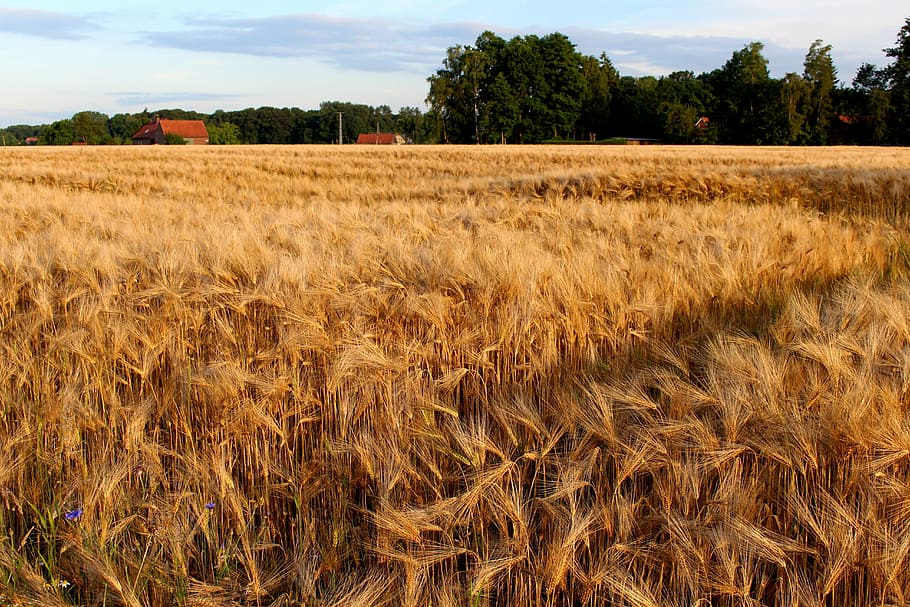 rye, cereals, nature, grain, ear, field, plant, golden yellow, field crops, agriculture