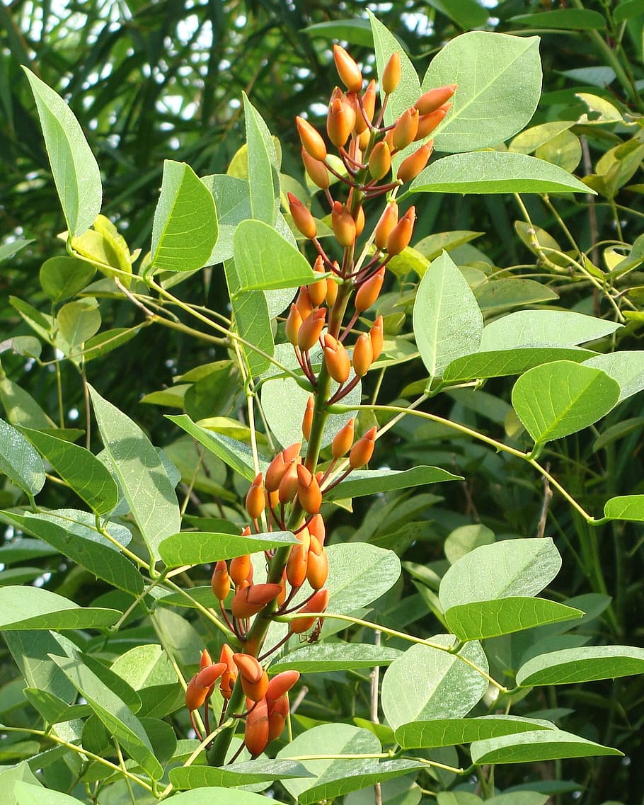 cockspur coral tree, cry-baby tree, buds, erythrina crista-galli