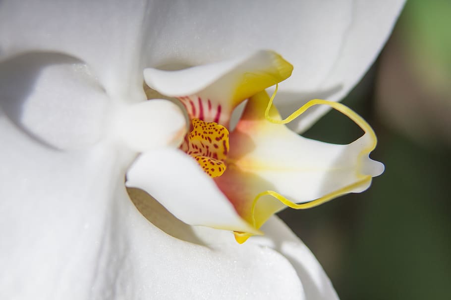 orquídea, blanco, phalaenopsis, flor, orquídea mariposa, planta, reina de las flores, la orquídea phalaenopsis, planta floreciendo, pétalo