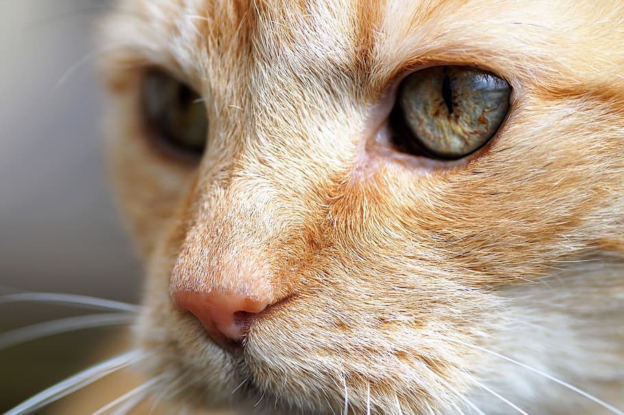Tomcat, Redheaded, View, Cat'S Eyes, cat, green eyes, animal, ginger, head, pet