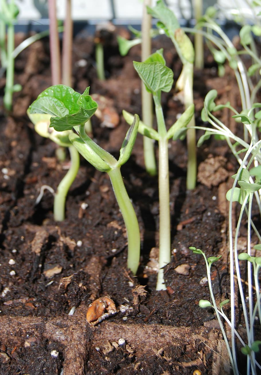 seedling, beans, green, sprout, leaf, young, natural, plant, growth, agriculture