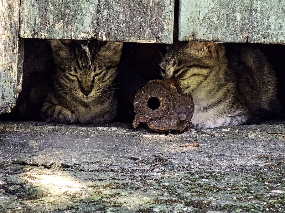 Nap, two, tabby, cats, inside, wooden, wall, animal themes, animal, domestic