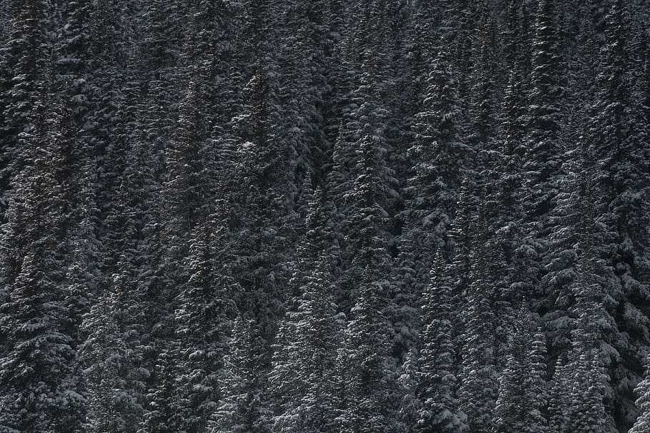 pine tree, forest, trees, plant, nature, black, white, nature,black and white, textured, backgrounds
