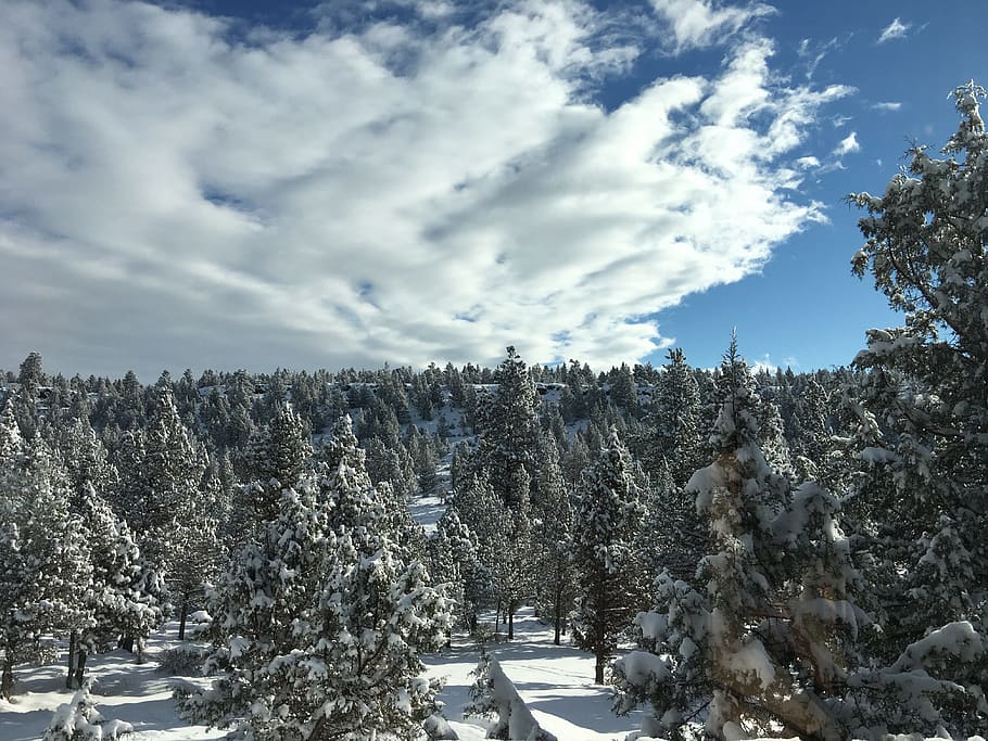 Sunrise, Nature, Trees, Clouds, Snow, morning, juniper trees, snowy, icy, white