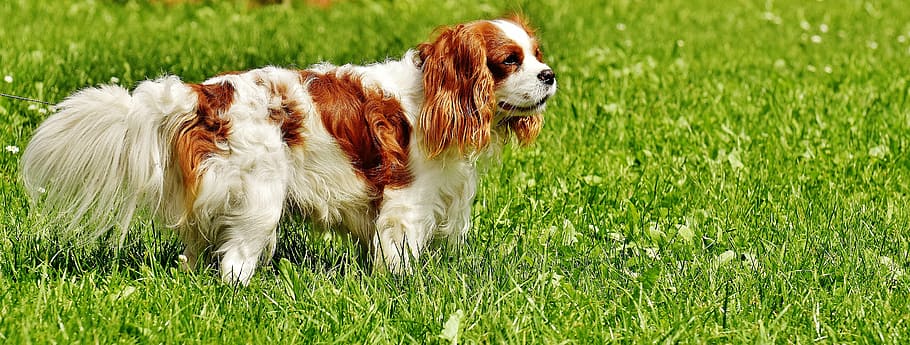 dog, cavalier king charles spaniel, funny, pet, animal, fur, brown, white, cute, canine