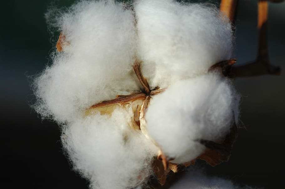 cotton, plant, fiber, indoors, studio shot, close-up, smoke - physical structure, black background, white color, motion
