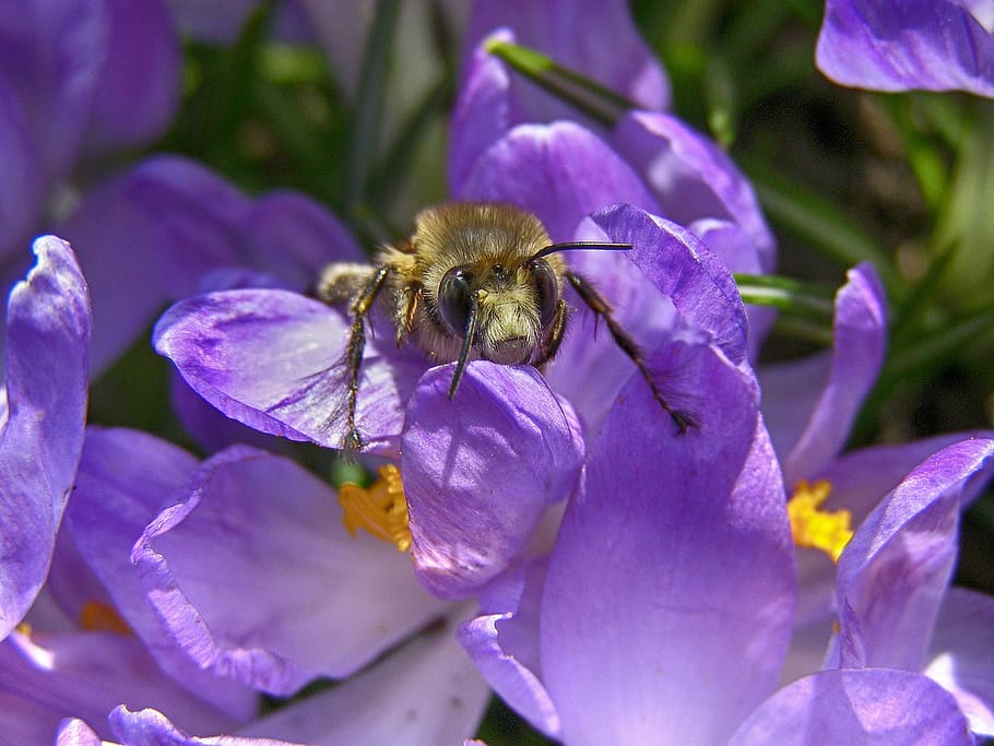 spring, bee, insect, macro, garden, purple, lila, tender, flower, animal