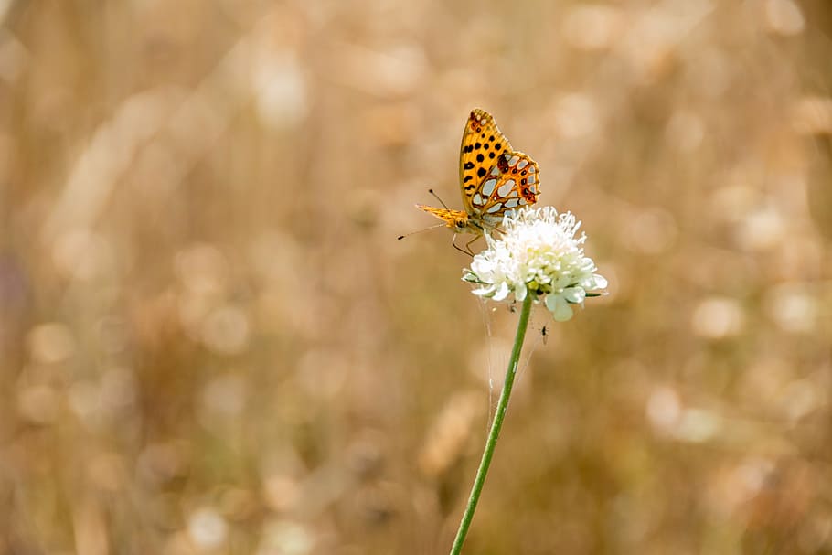 butterfly, nature, insect, animal, summer, close, wing, meadow, flower, animal world