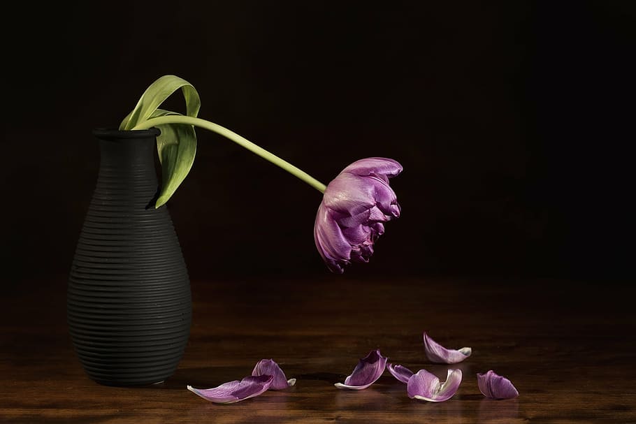 púrpura, flor, pétalo, caída, mesa, naturaleza muerta, tulipán, naturaleza, flora, florero