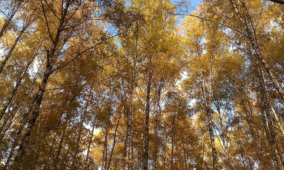 Autumn, Forest, Blue Sky, golden autumn, tree, fall colors, autumn nature, listopad, nature, day