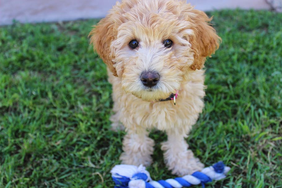 selectivo, fotografía de enfoque, cachorro goldendoodle, al lado, azul, blanco, mordedor de cuerda, verde, hierba, cachorro