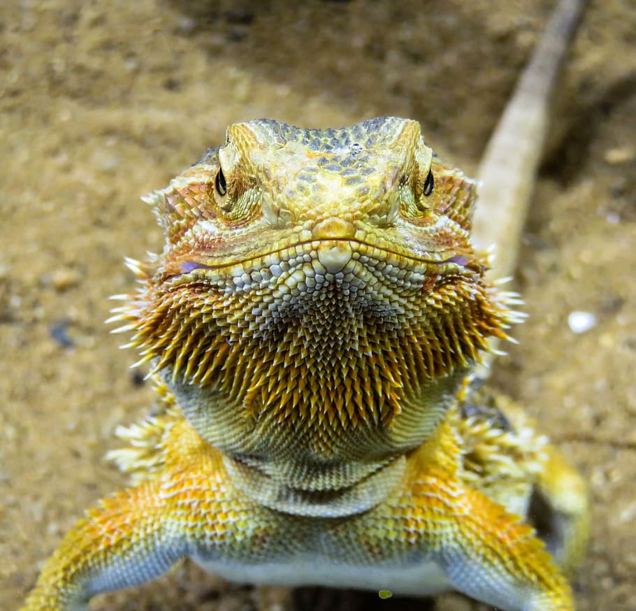 selective, focus photography, bearded, dragon, animal, lizard, agame, reptile, scale, view
